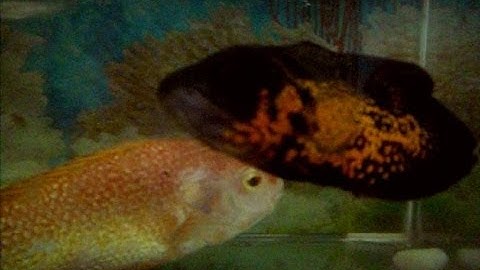 cá tai tượng Châu Phi  Đẹp Nhât Thế Giới - Thiên Đường Cá Cảnh