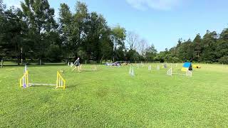 Lhasa apso doing dog agility!