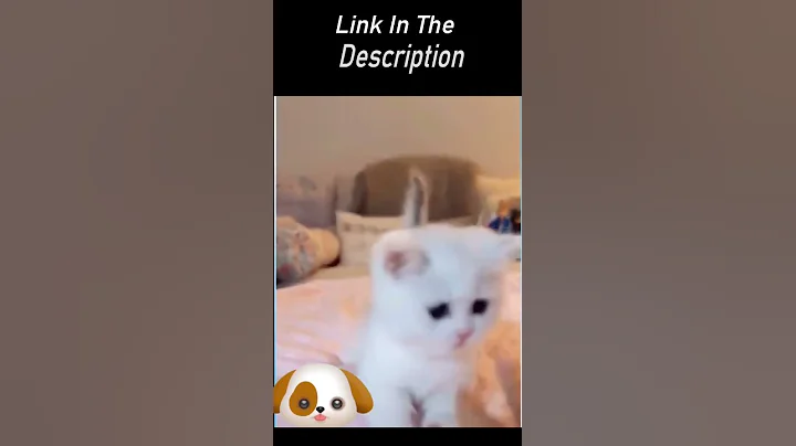 Watch the video about Funny And Cute Dog And Cat Videos you Laugh Now, Funny pet Video #4 || #Shorts