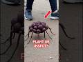 Is This a Plant or an Insect? 😱 (Unbelievable Discovery)#Creepy #Insect #Shorts