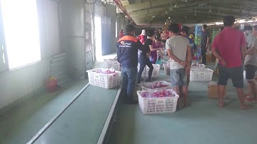 Băng Tải Con Lăn chạy cong - Băng TảiViệt Phát