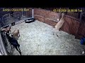 Goldy's  CH NOSD  744 -1130pm;744pm Betsy duties TLC Mylo Melvin Blossom  Petal; ;3Chickens 5192026