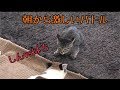 朝から激しいバトル・・・の巻【うちの子4にゃんず】