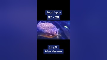 سورة التوبة 23-37: القارئ/محمد جواد سوالمة