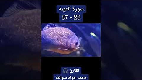 سورة التوبة 23-37: القارئ/محمد جواد سوالمة
