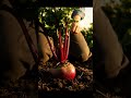 How to Grow Beetroot at Home #gardenlife #homegarden #beginnergardening #gardenlifestyle#gardenlife
