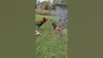 qaib thai and modern game bantam #chick #rooster #hen