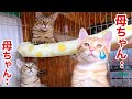 【野良猫親子】家猫になったら母猫が まさかの行動に・・😰