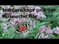 Die TOP Bienen- und Hummelpflanze : Natternkopf und der Russische Bär