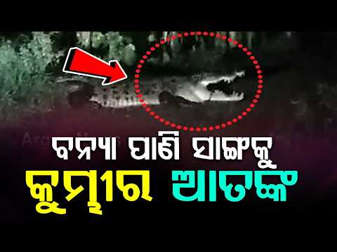 14-Foot Massive Saltwater Crocodile Spotted On Road In Rajkanika Amid Flood Terror | Argus News