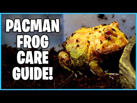 تصویری: نحوه تنظیم محفظه Pacman Frog: 14 مرحله (همراه با تصاویر)