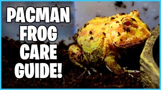 How To SETUP a Pacman Frog Tank | How to CARE for PAC-MAN Frogs!