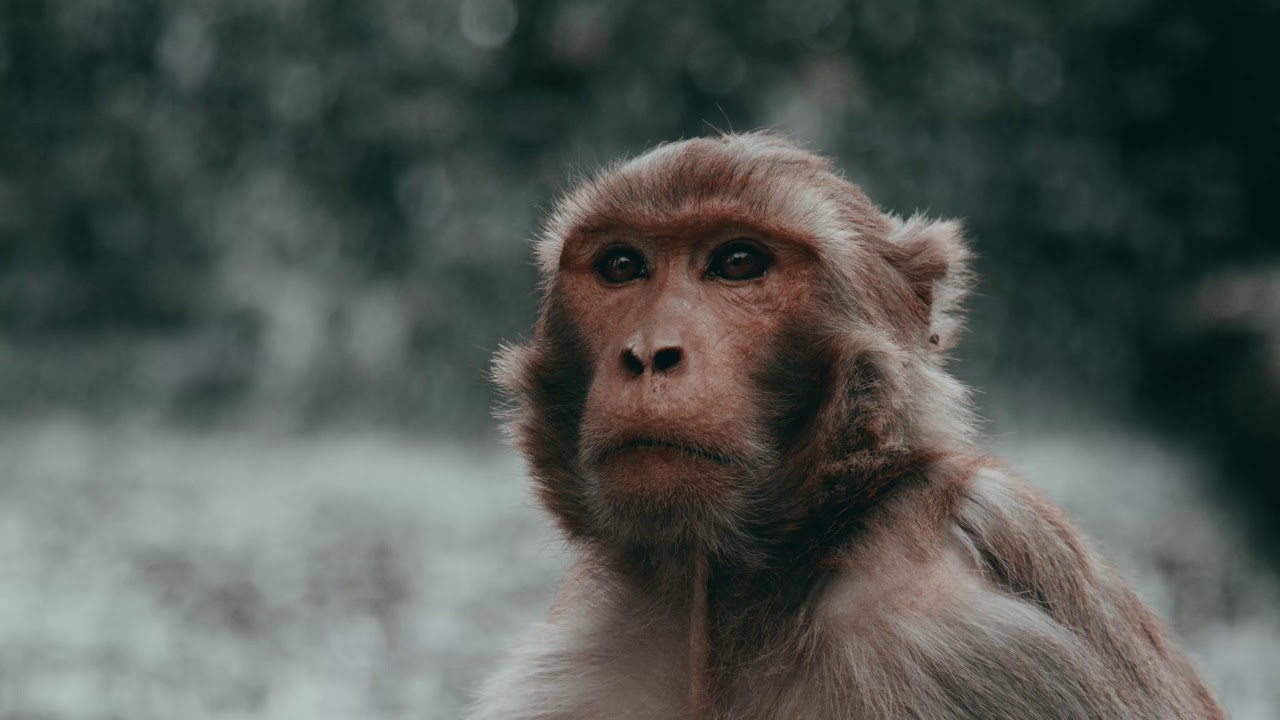 Obsidian Lut Library