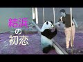 【結浜🎀の初恋💘】ガラス越しの恋/飼育員さんとタッチ✨/でんぐり返し×2/子パンダ/1歳8ヵ月 #ぽめぱん #PandaChannelbypomeranianfilm