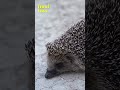 Safari Hedgehog