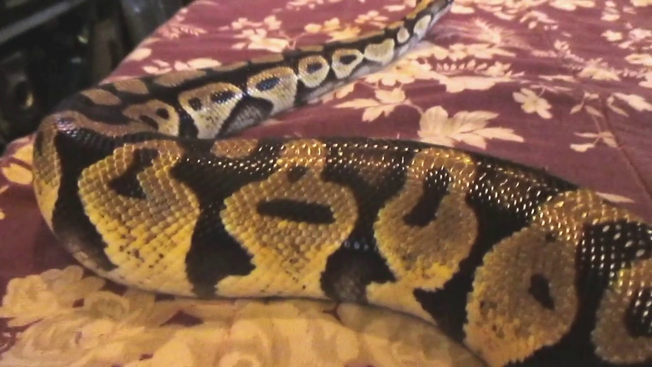 cat death sympathy We Lost Our Best Friend :(