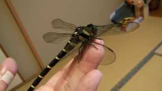 オニヤンマ 空飛ぶ昆虫の王者