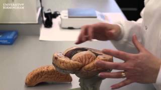 What brain regions are involved in movement?