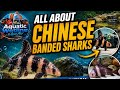 Aquatic Wetline w/ Aqua Alex: All About Chinese Banded Sharks