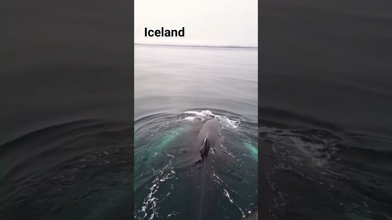 Whale watching in Iceland