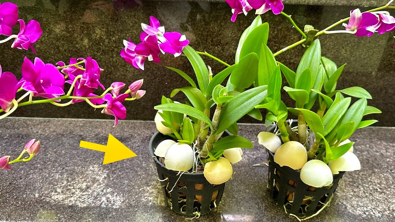 Nhanh Dùng Vỏ Trứng Cho Hoa Lan Mau Phát Triển Và Luôn... - youtube