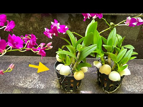 Video Nhanh Dùng Vỏ Trứng Cho Hoa Lan Mau Phát Triển Và Luôn... - youtube