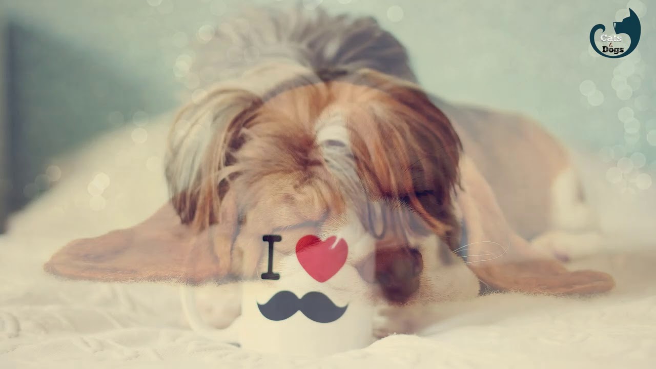 2 Hours ♫  Music for Pets ♫ || Relaxing Music for Dogs || Soothing Music For Cats #13