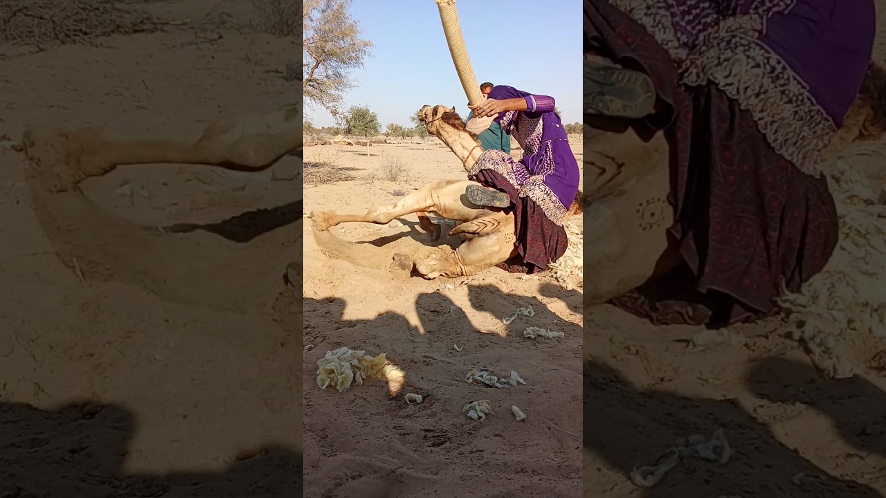 قوة جامحة وهدوء بعدها"