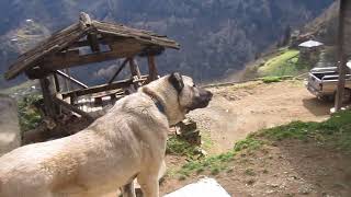 Kangal ve Karadeniz dağ köpeği