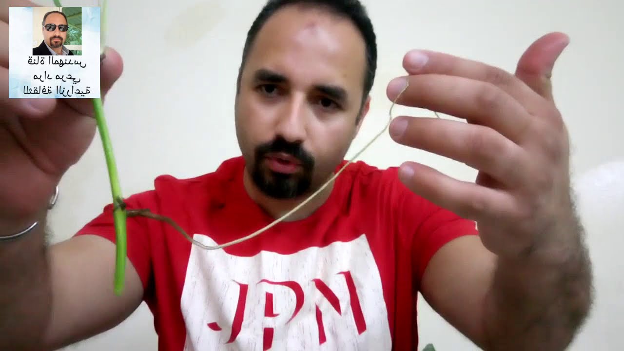 بوتس او لبلاب والاجلونيما طرق تكاثر ورعاية Potts and Algelonema حلقة 17