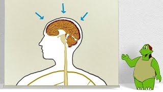 What happens at a lumbar puncture? | Uniklinik Freiburg