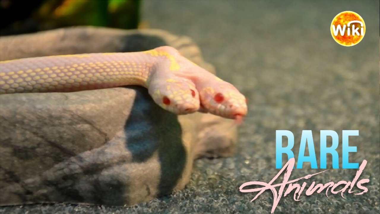 Animals That Are Born Once Every 1000 Years! YouTube