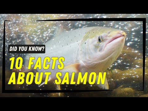 Salmon Terminology