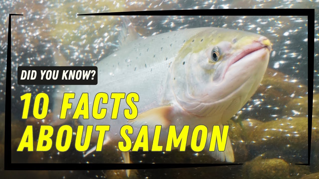 Salmon Fact File 10 Incredible Facts About Salmon You Didn’t Know! 🐟 - YouTube