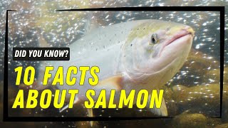 10 Incredible Facts About Salmon You Didn’t Know! 🐟