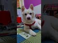 Comedy Funny 2025 Doglife Dogshorts Explore Reels Doglove Ytshorts Ytshort Yt Trending Comedy Funny 2025 Doglife Dogshorts Explore Reels Doglove Ytshorts Ytshort Yt Trending