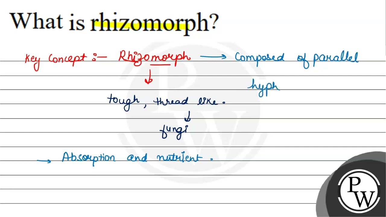 What is rhizomorph?