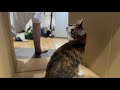 【保護猫】新しいトイレよりダンボール