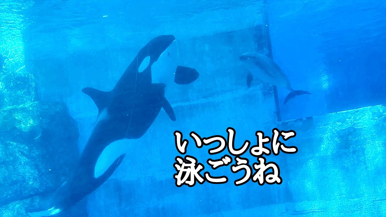 シャチのリンちゃんとイルカのエールちゃんセナちゃん なかよく泳ぎ