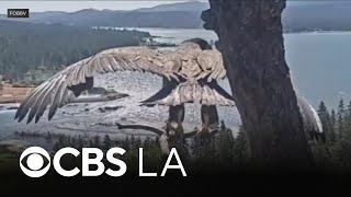 Big Bear eaglet Luna takes first flight day after sibling Sandy accidentally falls off tree