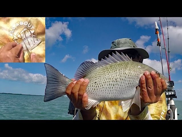 Pinfish Chunks = Big Fat Sandwich Mangroves - All About The Bait 