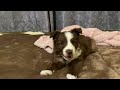 puppy gets shy after I kiss her on the head