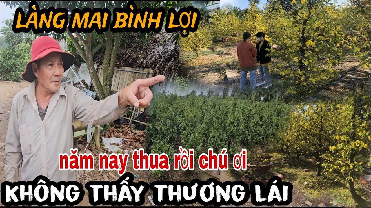 Làng Mai Bình Lợi Nhà Vườn Lo Lắng Vì Chưa Có Lái