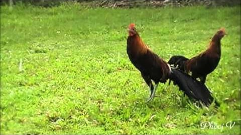 Flying In The Rain - Cockerel Phoenix