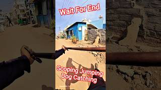 Scoping Jumping Dog Catching #abcprogram #shorts #dog #vaccine #ytviral #animals #pets #dogshorts