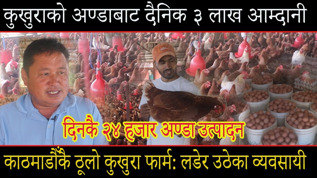 कुखुराको अण्डाबाट दैनिक ३ लाख आम्दानी,काठमाडौँकै ठूलो कुखुरा फार्म दिनकै २४हजार अण्डा उत्पादनkukhura