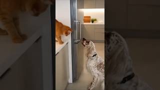 Дерзкое ограбление холодильника! #funnyanimals #кот #собака #robbery