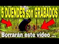 Duende corriendo lo CAPTURAN es atrapado afuera del Arbol DUENDES son CAPTADOS saliendo de su casita