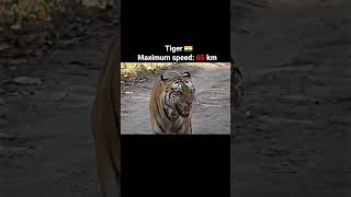 Top 5 fastest big cats in the history #viral #shorts