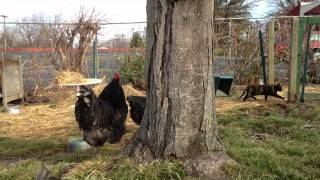 Doug Elsaesser's Jersey Giant Chickens